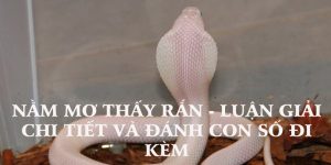 Nằm mơ thấy rắn - Kuwin giải mã