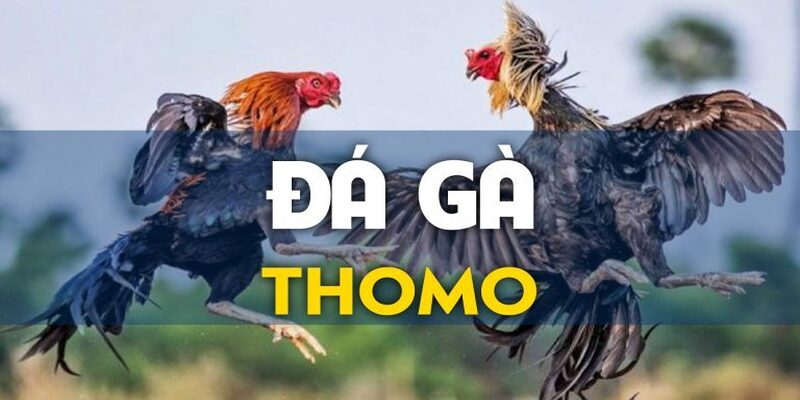 Trực tiếp đá gà Thomo mang đến không khí sôi động tại Kuwin