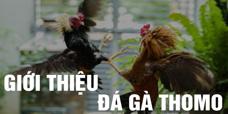 Trực tiếp đá gà thomo Kuwin